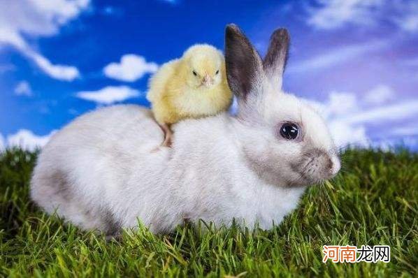 属兔今天运势 75年属兔今天运势