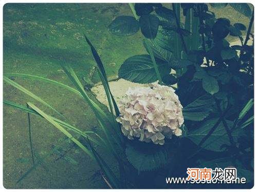 周公解梦梦见白头发 周公解梦梦见白头发变黑了