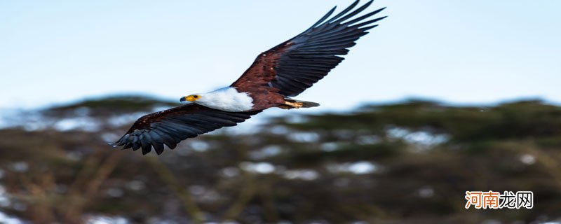 美国的国宝动物是什么