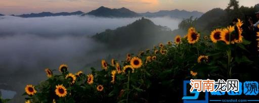 葵花籽适合在什么地方种植 葵花籽适合在哪里种植