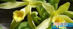 香草兰适合在什么地方种植 香草兰适合哪里种植