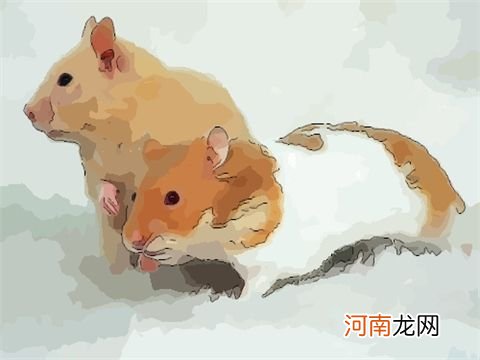 属鼠2018年运势及运程 属鼠2018年运势如何