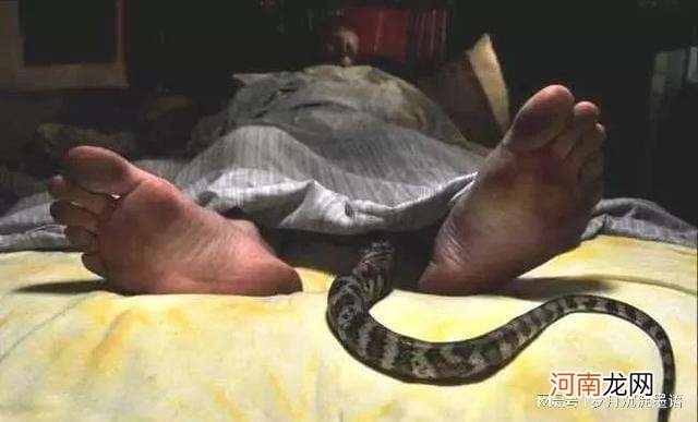 女人梦到被蛇咬到手掌是什么 女人梦到被蛇咬手预示着什么