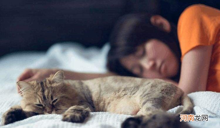 猫咪养熟了的几种表现 猫咪睡觉位置和主人关系