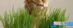 猫草怎么样才不生虫 自己种猫草怎么样才不生虫