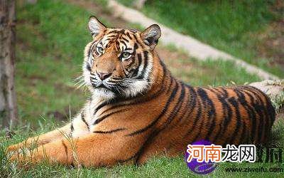 属虎2017年7月运势 属虎2017年7月运势如何