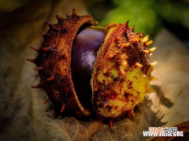 抓鱼解梦 梦见抓鱼怎么解