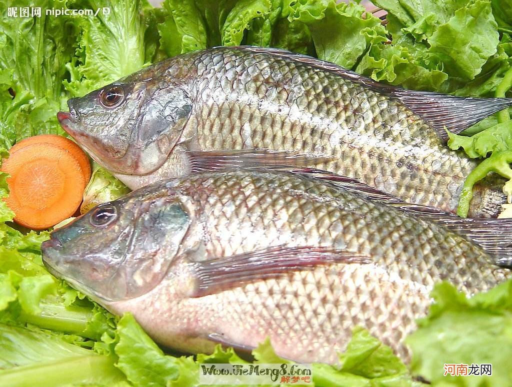 抓鱼解梦 梦见抓鱼怎么解