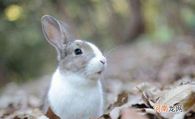 兔女2018年运势 兔女今年财运