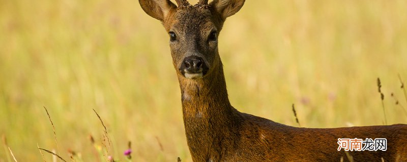 傻狍子是什么动物