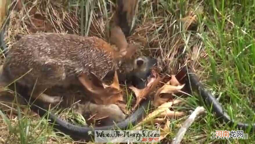 做梦梦见被蛇咬出血了是什么情况 做梦梦见被蛇咬出血了是什么情况呀