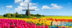 荷兰种植郁金香最多的城市的简介 荷兰种植郁金香最多的城市是哪里