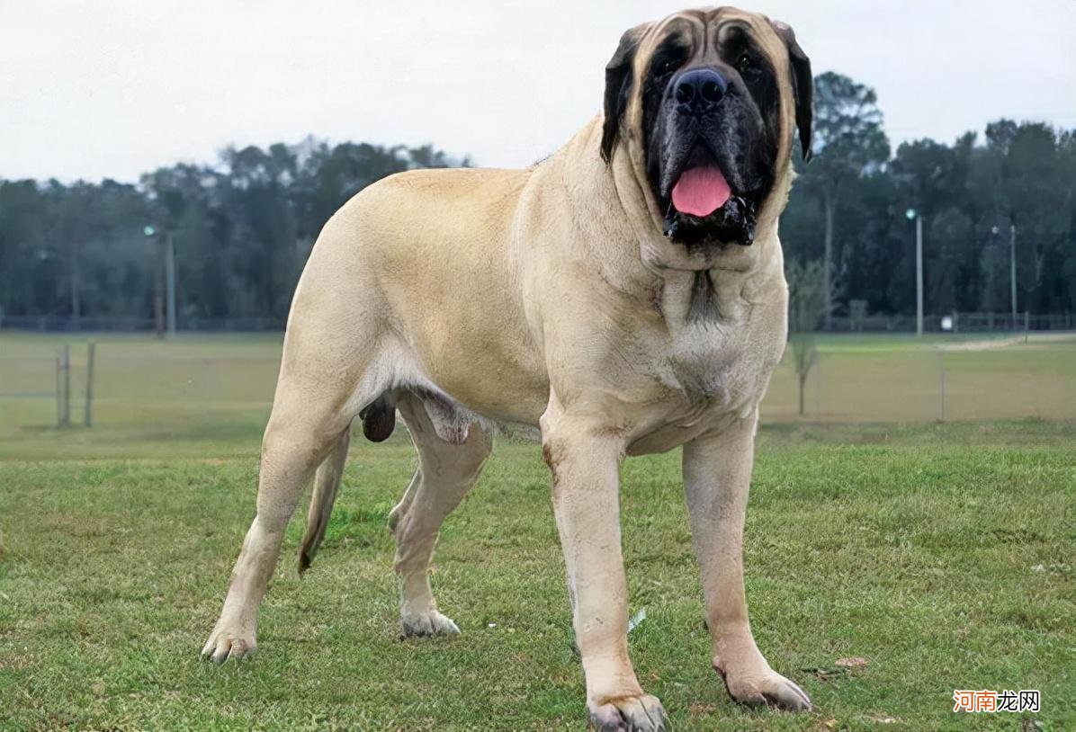 世上最凶猛的十大恶犬 世界名犬排行榜前十