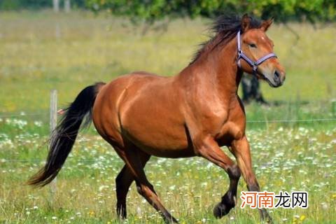 今日马的运势 今日马的运势查询