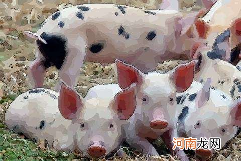 今天属猪的运势 今天属猪的运势和财运