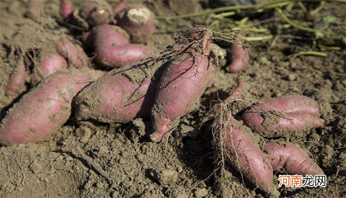 微波炉烤红薯要多长时间