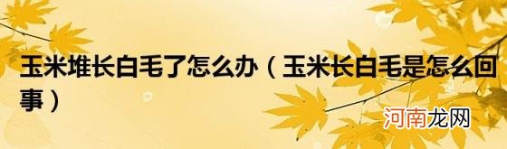玉米长白毛是怎么回事 玉米堆长白毛了怎么办