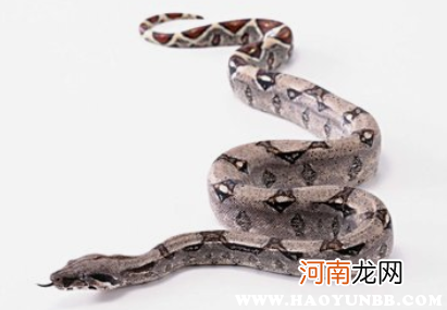 梦见蛇是不是胎梦 梦见蛇是什么胎梦