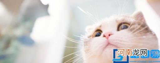 猫的好记名字最伤感 猫的名字最伤感