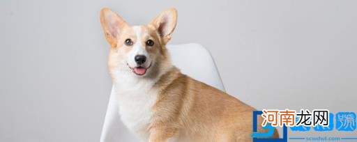 最厉害的小型护卫犬有哪些 最厉害的小型护卫犬