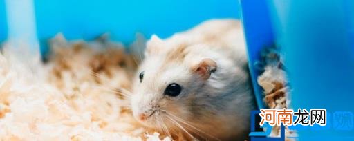如何养殖仓鼠 仓鼠要怎么养才聪明