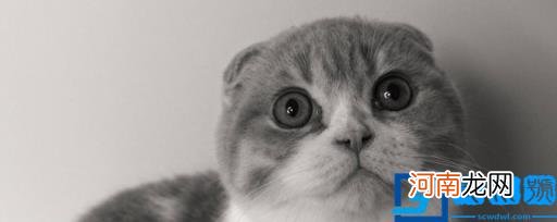 如何养猫咪不淘气 猫怎么养才不淘气