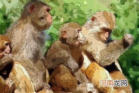 解梦猴子 解梦猴子站在头上