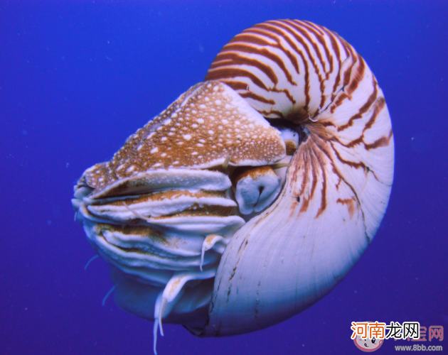 鹦鹉螺|鹦鹉螺是海螺吗 蚂蚁森林神奇海洋9月23日答案