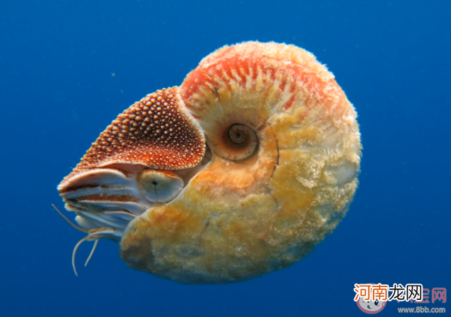 鹦鹉螺|鹦鹉螺是海螺吗 蚂蚁森林神奇海洋9月23日答案