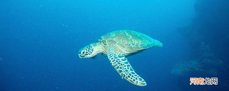 海龟是寿命最长的海洋生物吗