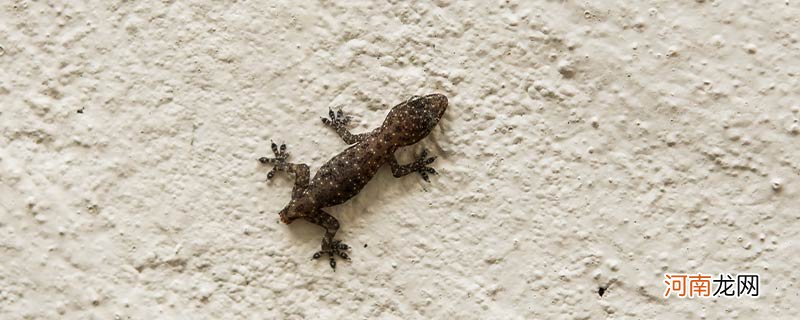 壁虎是益虫还是害虫
