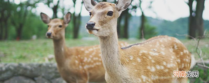 梅花鹿是国家几级保护动物