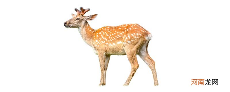 梅花鹿是国家几级保护动物