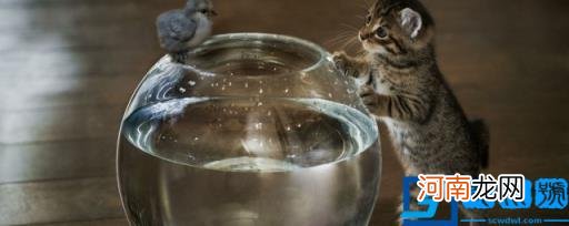 猫可以吃热的东西吗 猫能吃热的东西吗