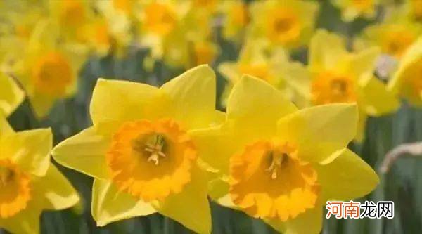 10朵花选一朵，看出你的性格！