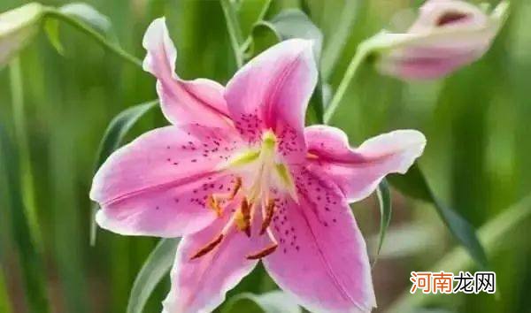 10朵花选一朵，看出你的性格！