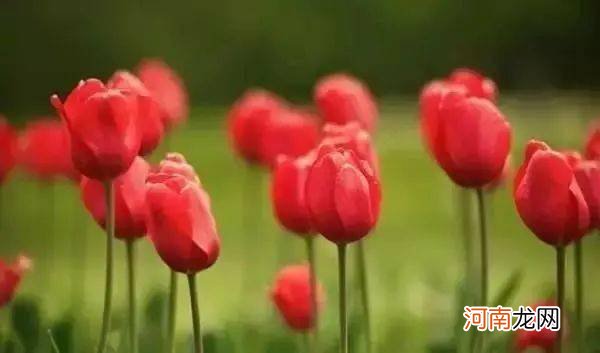 10朵花选一朵，看出你的性格！