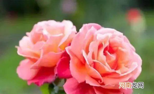 10朵花选一朵，看出你的性格！