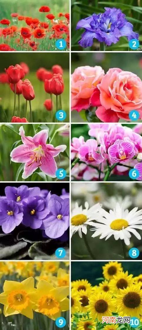 10朵花选一朵，看出你的性格！