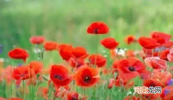 10朵花选一朵，看出你的性格！