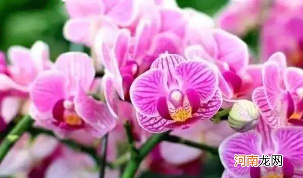 10朵花选一朵，看出你的性格！