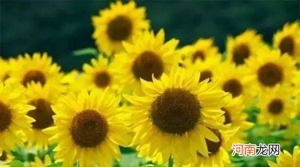 10朵花选一朵，看出你的性格！