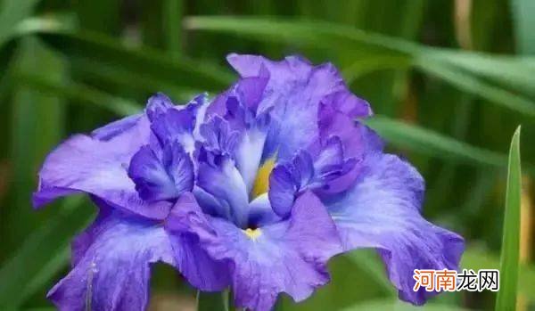 10朵花选一朵，看出你的性格！