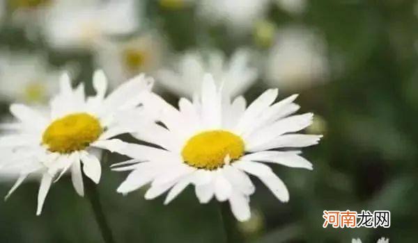 10朵花选一朵，看出你的性格！