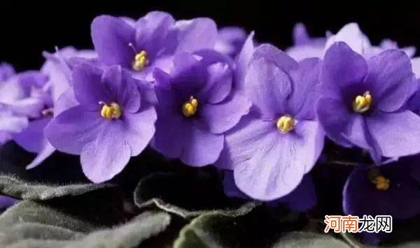 10朵花选一朵，看出你的性格！