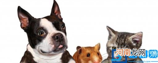 狗可以吃猫薄荷吗 狗能吃猫薄荷吗