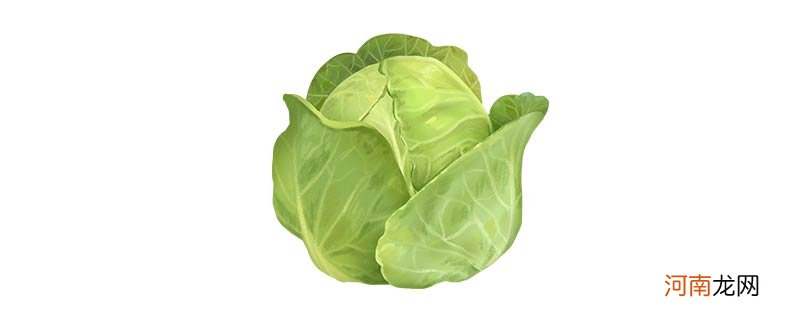 包菜和白菜的区别