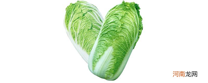 包菜和白菜的区别