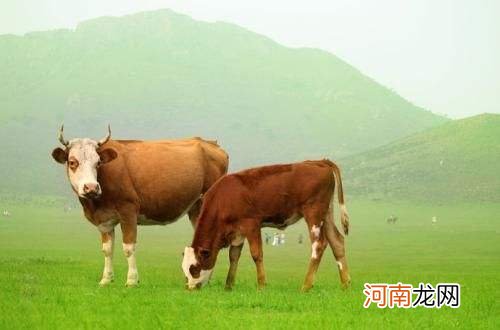 解梦牛上屋 做梦梦到牛进屋什么意思