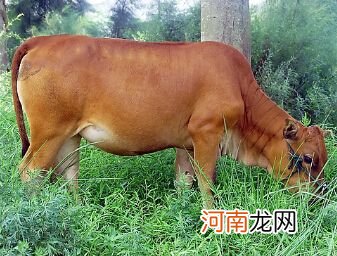 解梦牛上屋 做梦梦到牛进屋什么意思